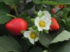 Garden Strawberry - Photo (c) Justin Jacobs, some rights reserved (CC BY-NC), uploaded by Justin Jacobs