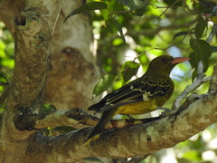 Oriolus flavocinctus