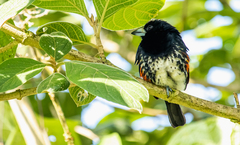 Capito maculicoronatus