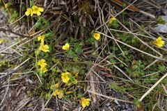 Euphrasia cockayneana