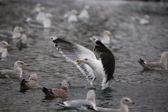 Larus marinus