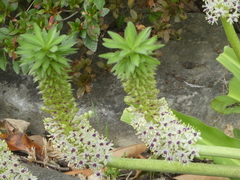 Eucomis comosa