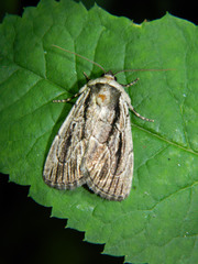 Sympistis badistriga