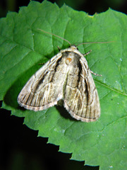 Sympistis badistriga