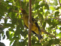 Oriolus flavocinctus