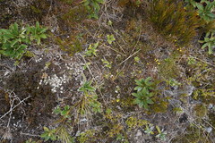 Euphrasia cockayneana