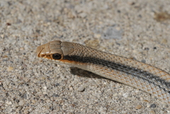 Big Bend Patch-Nosed Snake photo 1