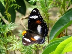 Hypolimnas bolina bolina