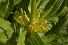 Gentiana punctata