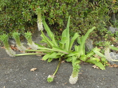 Eucomis comosa