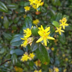 Corokia