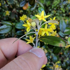 Corokia