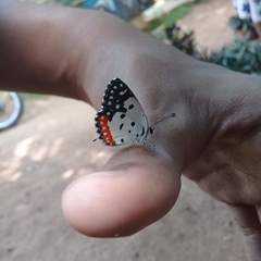 Talicada nyseus nyseus