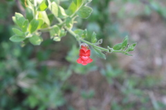 Gambelia