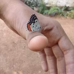 Talicada nyseus nyseus