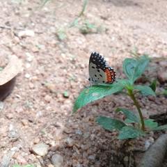 Talicada nyseus nyseus