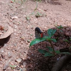 Talicada nyseus nyseus