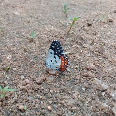 Talicada nyseus nyseus