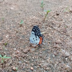 Talicada nyseus nyseus