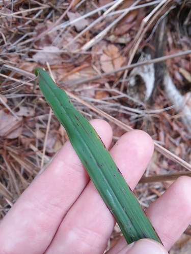 Image of Erianthus strictus by (c) Will McFarland, some rights reserved (CC BY)