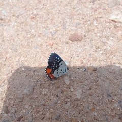 Talicada nyseus nyseus