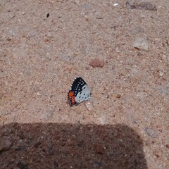 Talicada nyseus nyseus