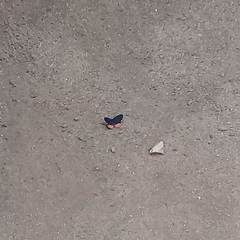 Talicada nyseus nyseus