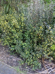 Corokia