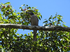 Philemon buceroides yorki