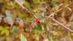 Cotoneaster frigidus