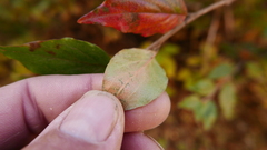 Cotoneaster frigidus