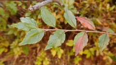 Cotoneaster frigidus