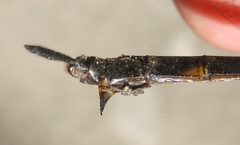 Somatochlora williamsoni