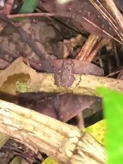 Pristimantis taeniatus