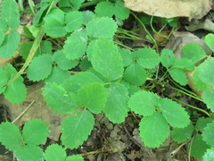 Potentilla centigrana