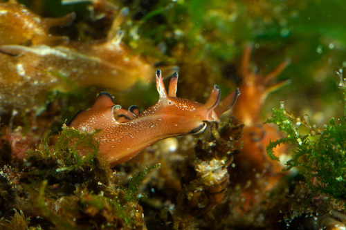 Spotted Seahare