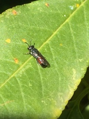 Hylaeus littleri