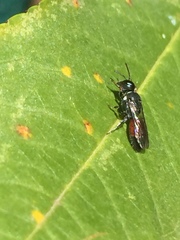 Hylaeus littleri