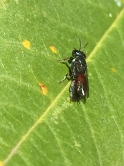 Hylaeus littleri