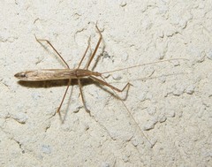 Doldina interjungens