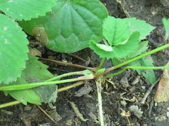 Potentilla centigrana