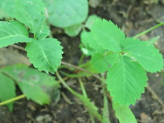 Potentilla centigrana