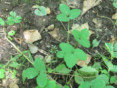 Potentilla centigrana
