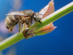 Anthophora quadrimaculata