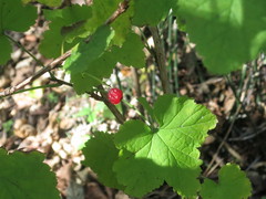 Ribes mandshuricum