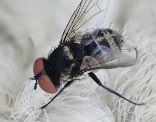 Strongygaster triangulifera