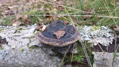 Phellinus alni