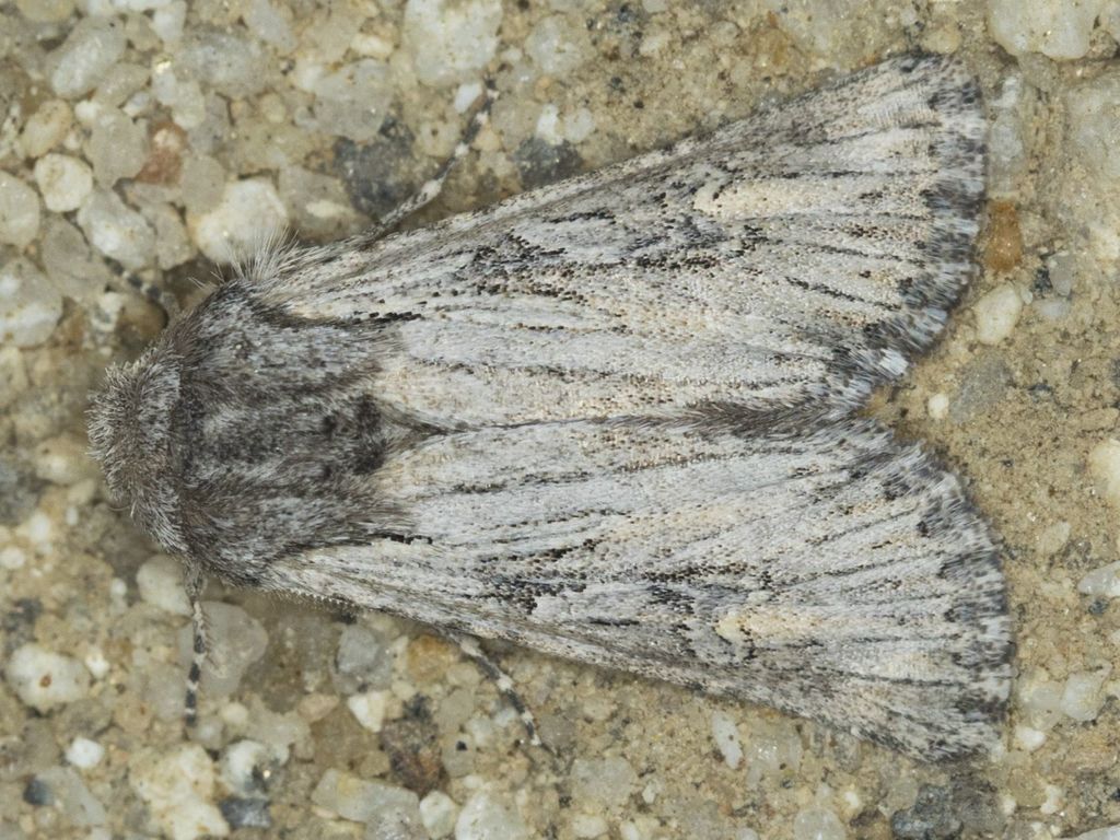 Trichocerapoda comstocki