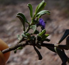 Polygala asbestina