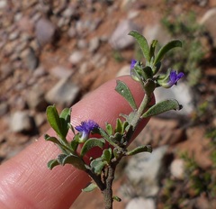 Polygala asbestina